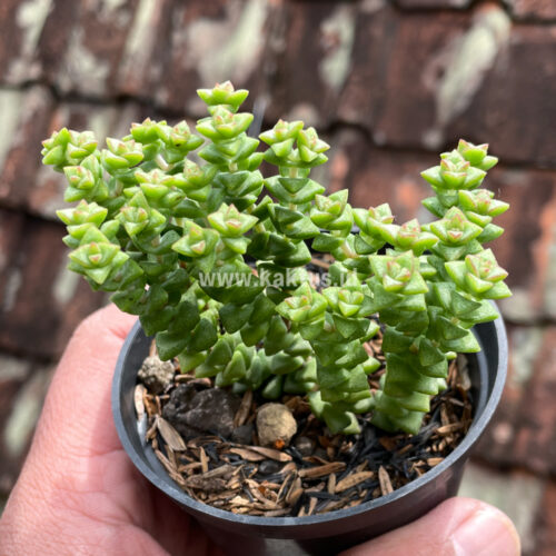 Crassula Tom Thumb, real gallery image #4 plants. Picture taken directly from kaktus.id community Crassula farmer green houses.