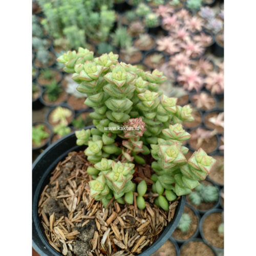 Crassula Tom Thumb, real gallery image #1 plants. Picture taken directly from kaktus.id community Crassula farmer green houses.