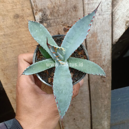 Agave Katsugen, real gallery image #9 plants. Picture taken directly from kaktus.id community Agave farmer green houses.
