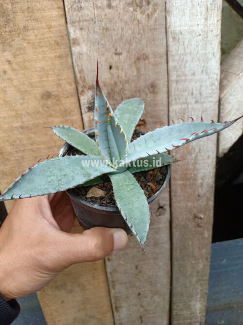 Agave Katsugen, real gallery image #8 plants. Picture taken directly from kaktus.id community Agave farmer green houses.