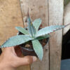 Agave Katsugen, real gallery image #7 plants. Picture taken directly from kaktus.id community Agave farmer green houses.