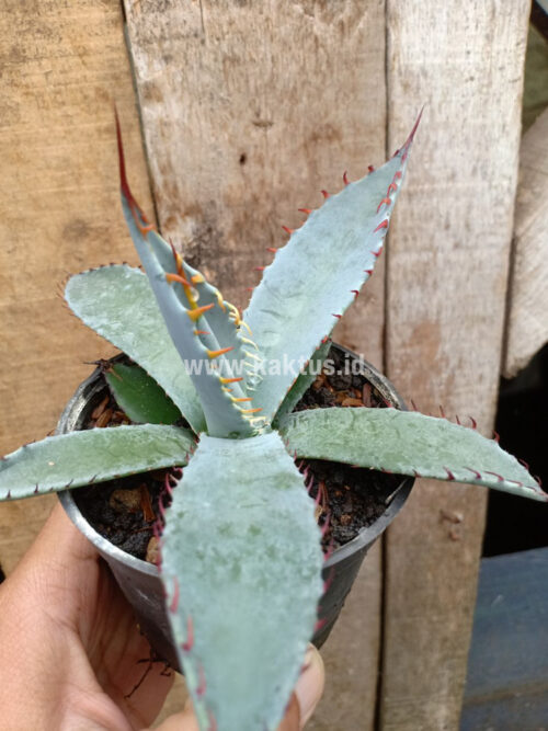 Agave Katsugen, real gallery image #6 plants. Picture taken directly from kaktus.id community Agave farmer green houses.