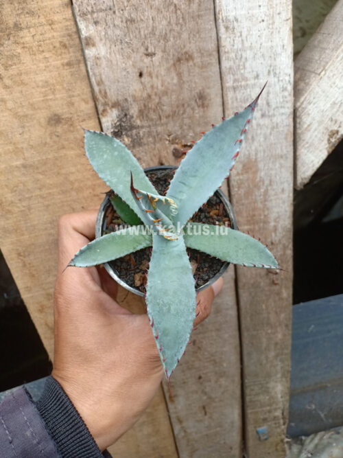 Agave Katsugen, real gallery image #5 plants. Picture taken directly from kaktus.id community Agave farmer green houses.