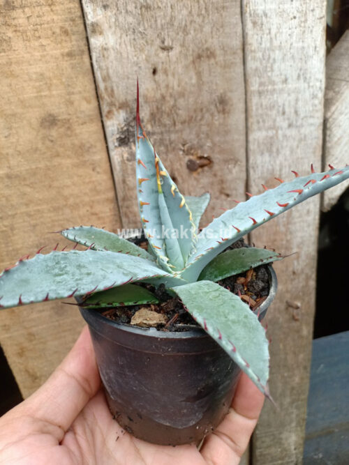 Agave Katsugen, real gallery image #4 plants. Picture taken directly from kaktus.id community Agave farmer green houses.