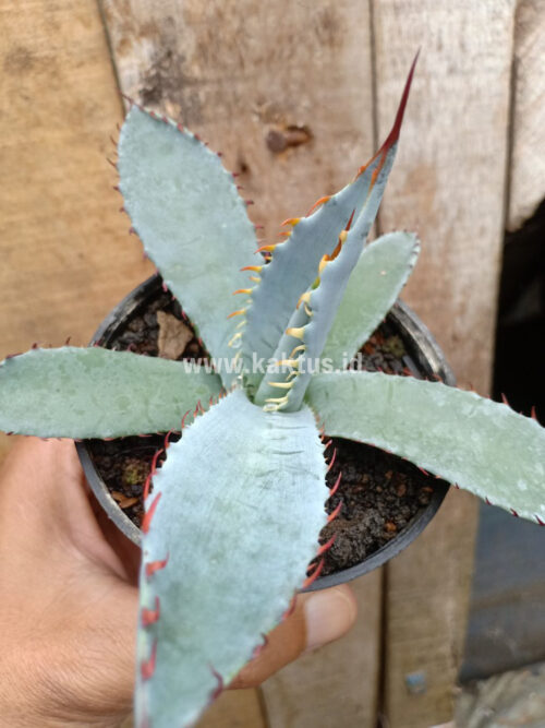 Agave Katsugen, real gallery image #3 plants. Picture taken directly from kaktus.id community Agave farmer green houses.