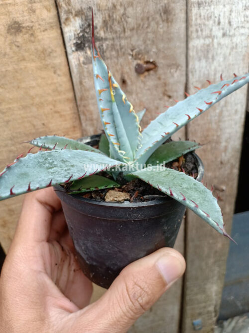 Agave Katsugen, real gallery image #2 plants. Picture taken directly from kaktus.id community Agave farmer green houses.