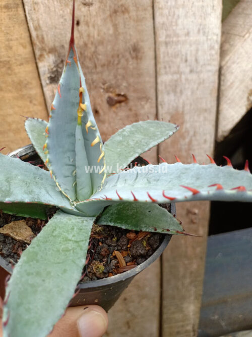 Agave Katsugen, real gallery image #1 plants. Picture taken directly from kaktus.id community Agave farmer green houses.