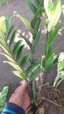 Zamioculcas Zamiifolia Variegated, real gallery image #10 plants. Picture taken directly from kaktus.id community Zamioculcas farmer green houses.