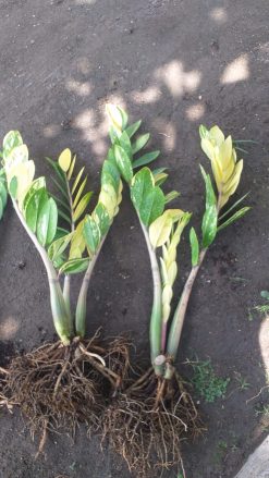 Zamioculcas Zamiifolia Variegated, real gallery image #5 plants. Picture taken directly from kaktus.id community Zamioculcas farmer green houses.