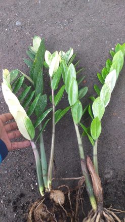Zamioculcas Zamiifolia Variegated, real gallery image #3 plants. Picture taken directly from kaktus.id community Zamioculcas farmer green houses.