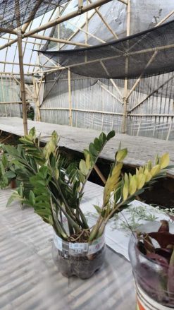 Zamioculcas Zamiifolia Variegated, real gallery image #1 plants. Picture taken directly from kaktus.id community Zamioculcas farmer green houses.