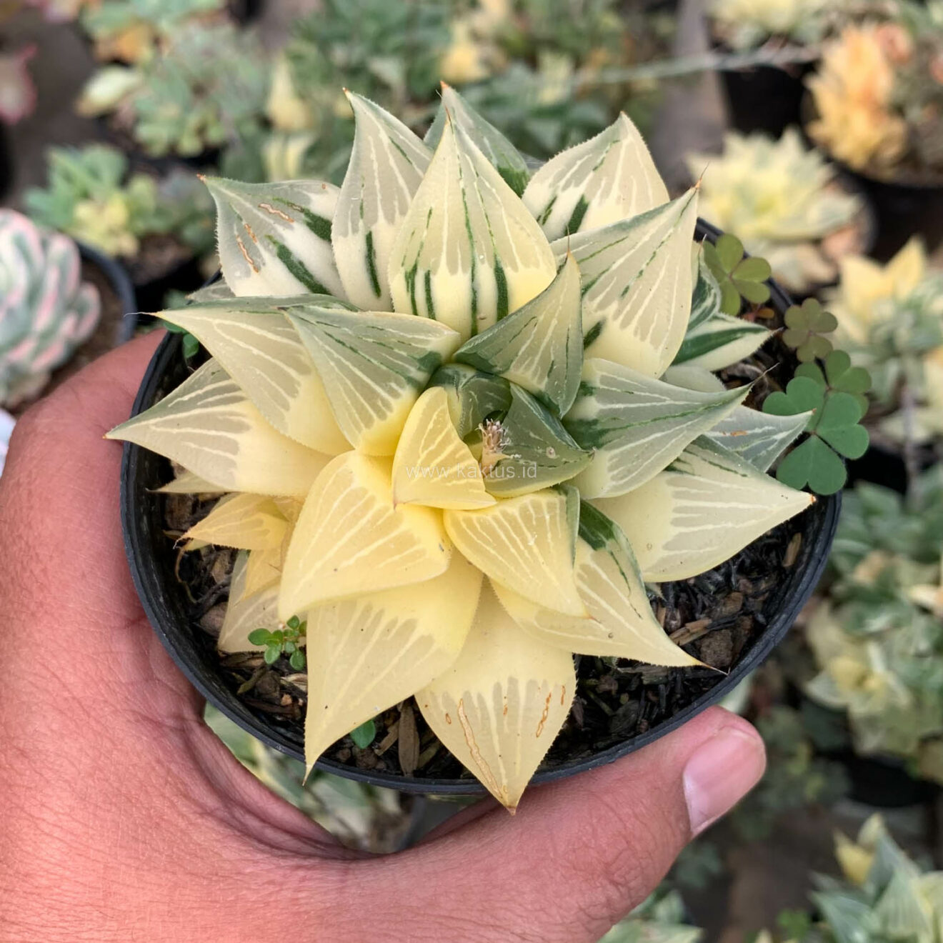 Haworthia Magnifica Variegated, real feature image plant. Picture taken directly from kaktus.id community Haworthia farmer green houses.