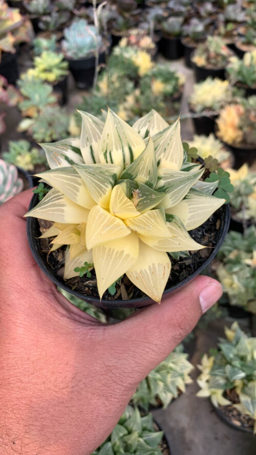 Haworthia Magnifica Variegated, real gallery image #5 plants. Picture taken directly from kaktus.id community Haworthia farmer green houses.