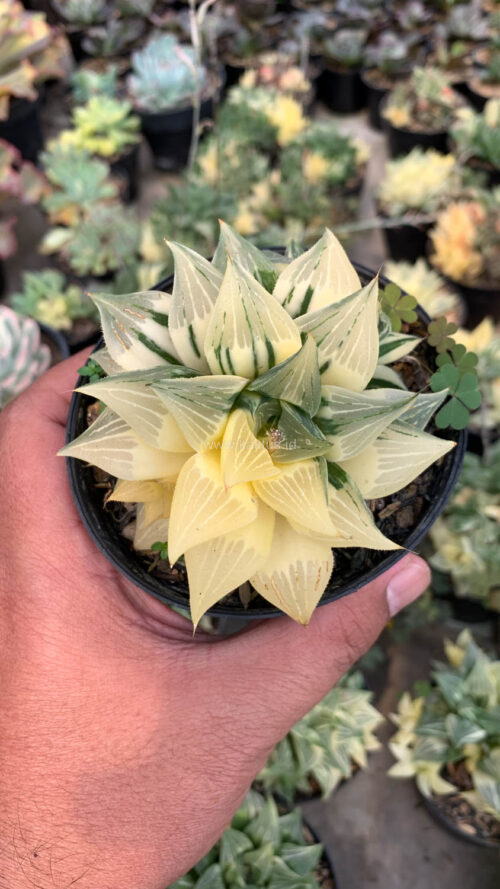 Haworthia Magnifica Variegated, real gallery image #3 plants. Picture taken directly from kaktus.id community Haworthia farmer green houses.