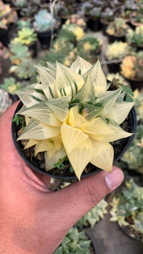 Haworthia Magnifica Variegated, real gallery image #10 plants. Picture taken directly from kaktus.id community Haworthia farmer green houses.