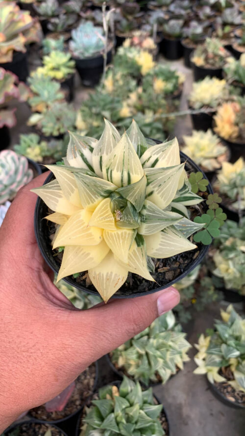 Haworthia Magnifica Variegated, real gallery image #6 plants. Picture taken directly from kaktus.id community Haworthia farmer green houses.