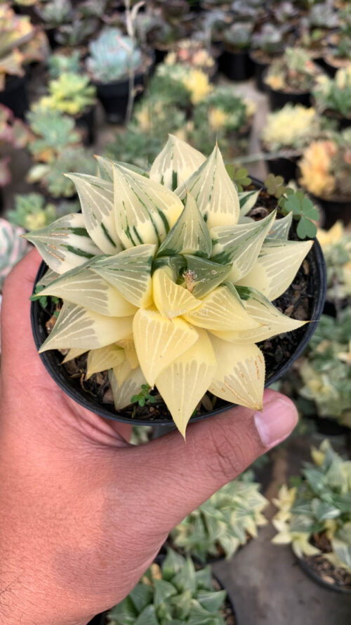 Haworthia Magnifica Variegated, real gallery image #8 plants. Picture taken directly from kaktus.id community Haworthia farmer green houses.