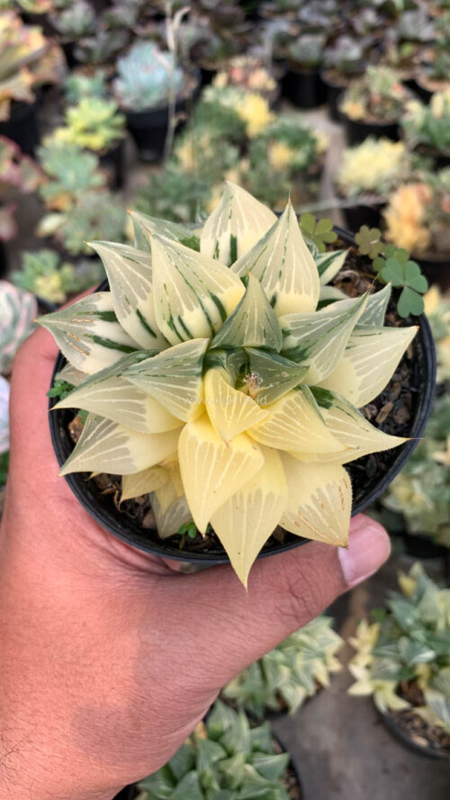 Haworthia Magnifica Variegated, real gallery image #13 plants. Picture taken directly from kaktus.id community Haworthia farmer green houses.