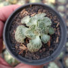 Titanopsis Calcarea, real gallery image #2 plants. Picture taken directly from kaktus.id community Titanopsis farmer green houses.