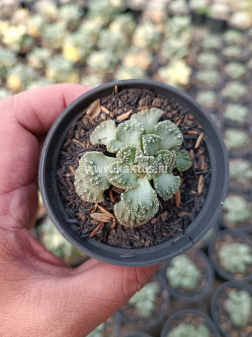 Titanopsis Calcarea, real gallery image #3 plants. Picture taken directly from kaktus.id community Titanopsis farmer green houses.