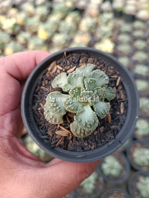 Titanopsis Calcarea, real gallery image #4 plants. Picture taken directly from kaktus.id community Titanopsis farmer green houses.