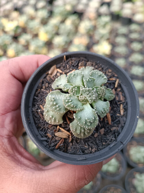 Titanopsis Calcarea, real gallery image #5 plants. Picture taken directly from kaktus.id community Titanopsis farmer green houses.