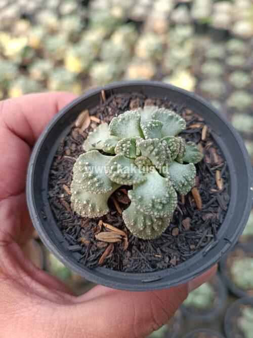 Titanopsis Calcarea, real gallery image #6 plants. Picture taken directly from kaktus.id community Titanopsis farmer green houses.