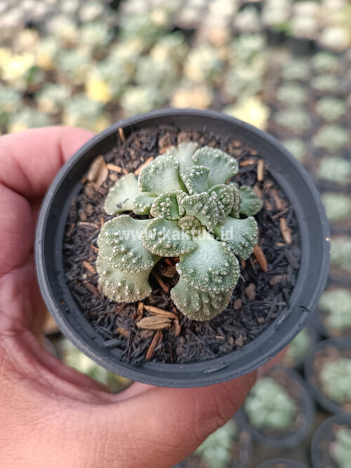 Titanopsis Calcarea, real gallery image #7 plants. Picture taken directly from kaktus.id community Titanopsis farmer green houses.