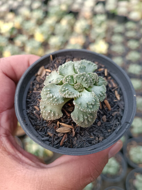 Titanopsis Calcarea, real gallery image #8 plants. Picture taken directly from kaktus.id community Titanopsis farmer green houses.