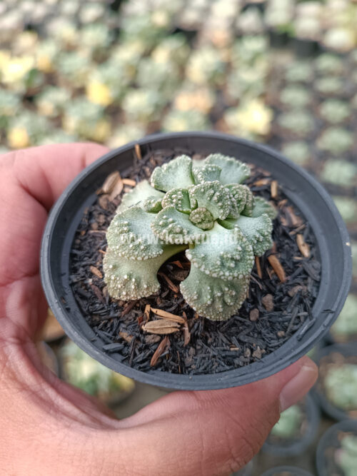Titanopsis Calcarea, real gallery image #1 plants. Picture taken directly from kaktus.id community Titanopsis farmer green houses.