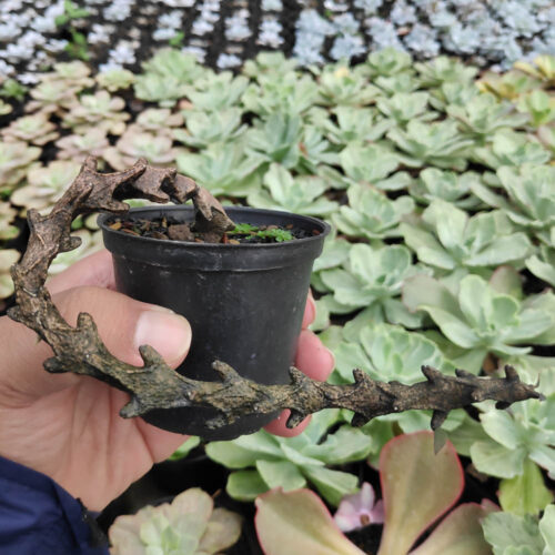 Ceropegia Bosseri, real gallery image #9 plants. Picture taken directly from kaktus.id community Ceropegia farmer green houses.
