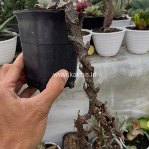 Ceropegia Bosseri, real gallery image #8 plants. Picture taken directly from kaktus.id community Ceropegia farmer green houses.