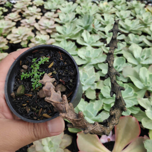 Ceropegia Bosseri, real gallery image #4 plants. Picture taken directly from kaktus.id community Ceropegia farmer green houses.