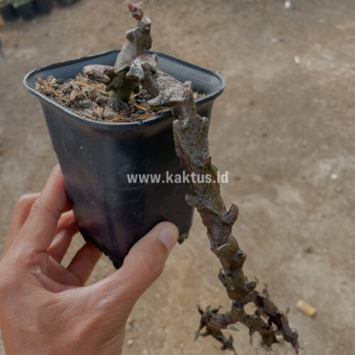 Ceropegia Bosseri, real gallery image #6 plants. Picture taken directly from kaktus.id community Ceropegia farmer green houses.