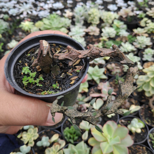 Ceropegia Bosseri, real gallery image #7 plants. Picture taken directly from kaktus.id community Ceropegia farmer green houses.