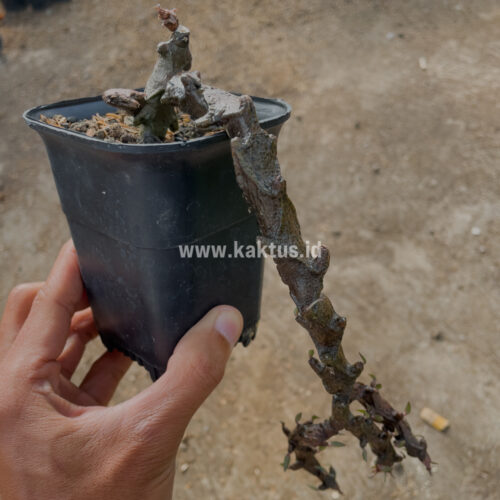 Ceropegia Bosseri, real gallery image #10 plants. Picture taken directly from kaktus.id community Ceropegia farmer green houses.