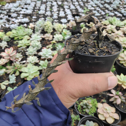 Ceropegia Bosseri, real gallery image #11 plants. Picture taken directly from kaktus.id community Ceropegia farmer green houses.