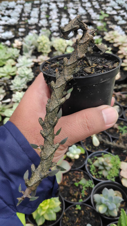 Ceropegia Bosseri, real gallery image #2 plants. Picture taken directly from kaktus.id community Ceropegia farmer green houses.