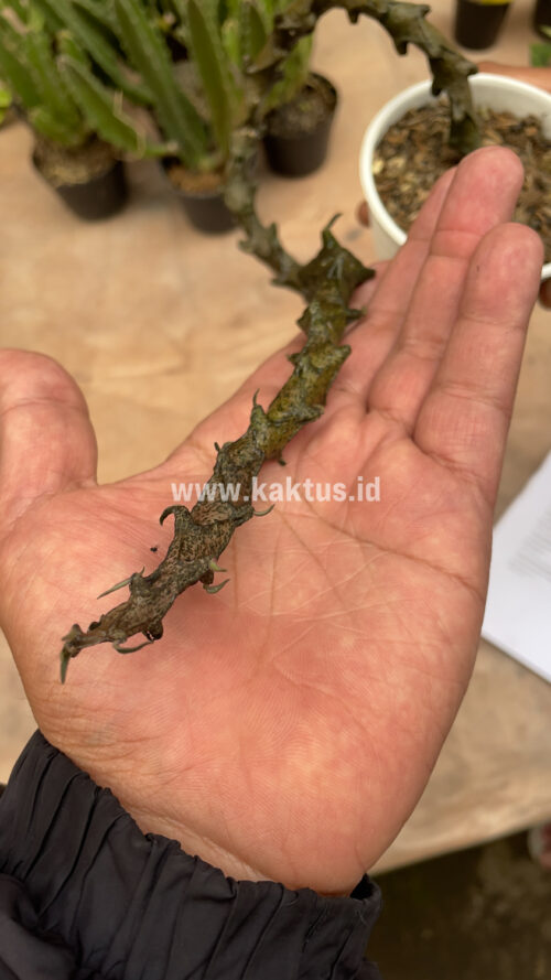 Ceropegia Bosseri, real gallery image #15 plants. Picture taken directly from kaktus.id community Ceropegia farmer green houses.