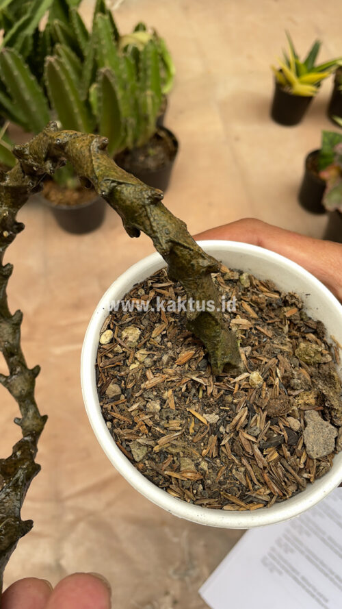 Ceropegia Bosseri, real gallery image #14 plants. Picture taken directly from kaktus.id community Ceropegia farmer green houses.