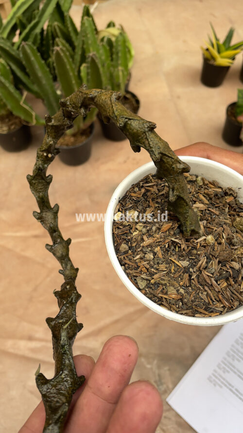 Ceropegia Bosseri, real gallery image #13 plants. Picture taken directly from kaktus.id community Ceropegia farmer green houses.