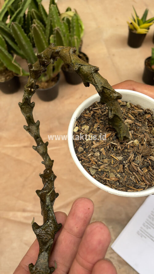 Ceropegia Bosseri, real gallery image #12 plants. Picture taken directly from kaktus.id community Ceropegia farmer green houses.