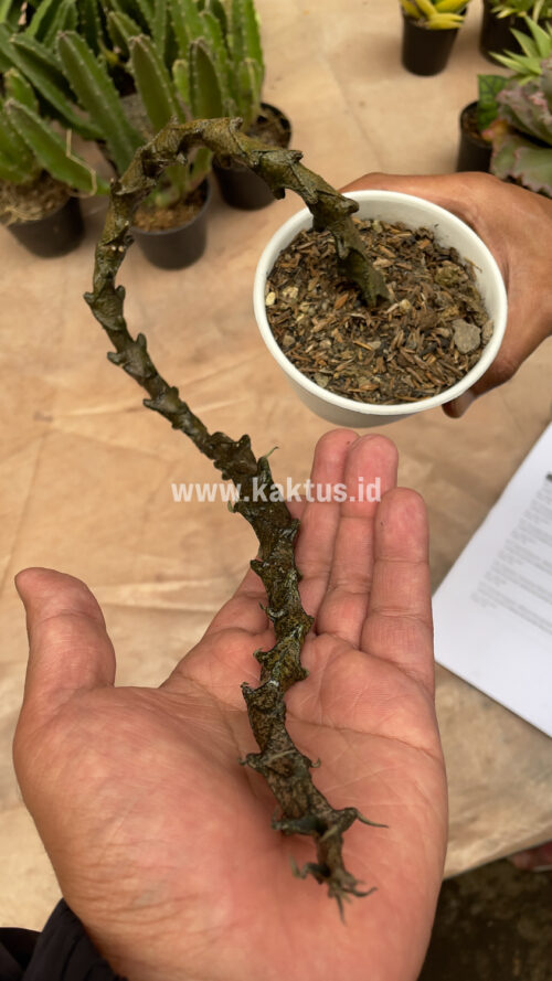Ceropegia Bosseri, real gallery image #5 plants. Picture taken directly from kaktus.id community Ceropegia farmer green houses.