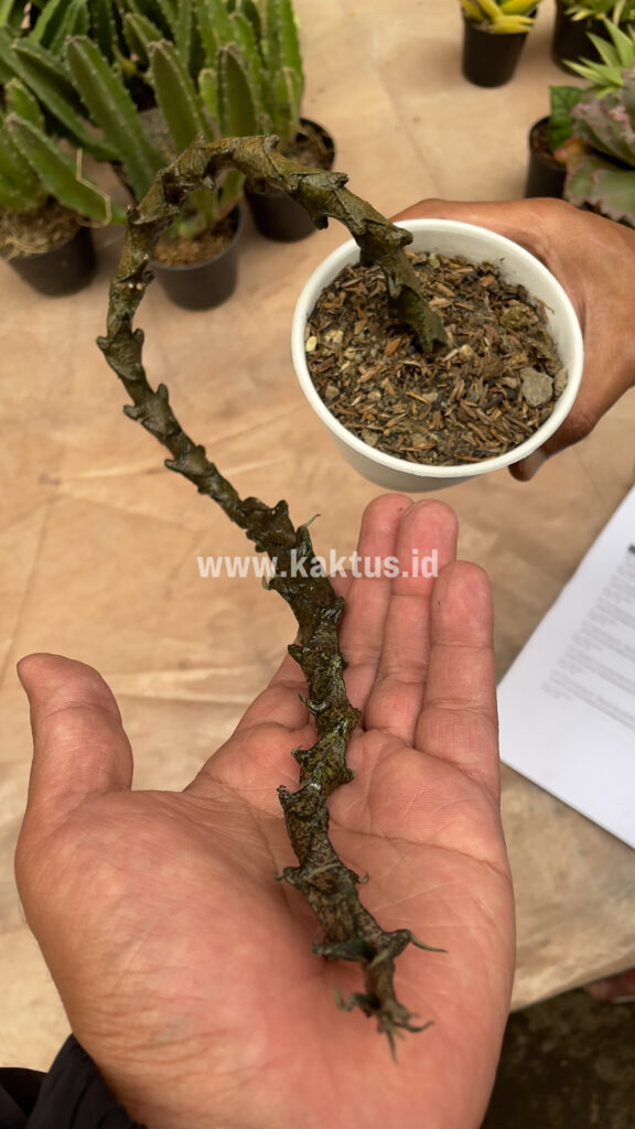 kaktus.id