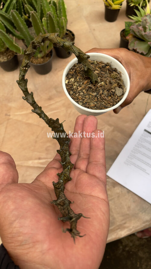 Ceropegia Bosseri, real gallery image #21 plants. Picture taken directly from kaktus.id community Ceropegia farmer green houses.
