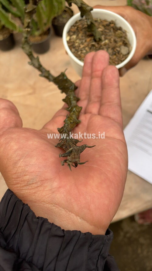 Ceropegia Bosseri, real gallery image #3 plants. Picture taken directly from kaktus.id community Ceropegia farmer green houses.