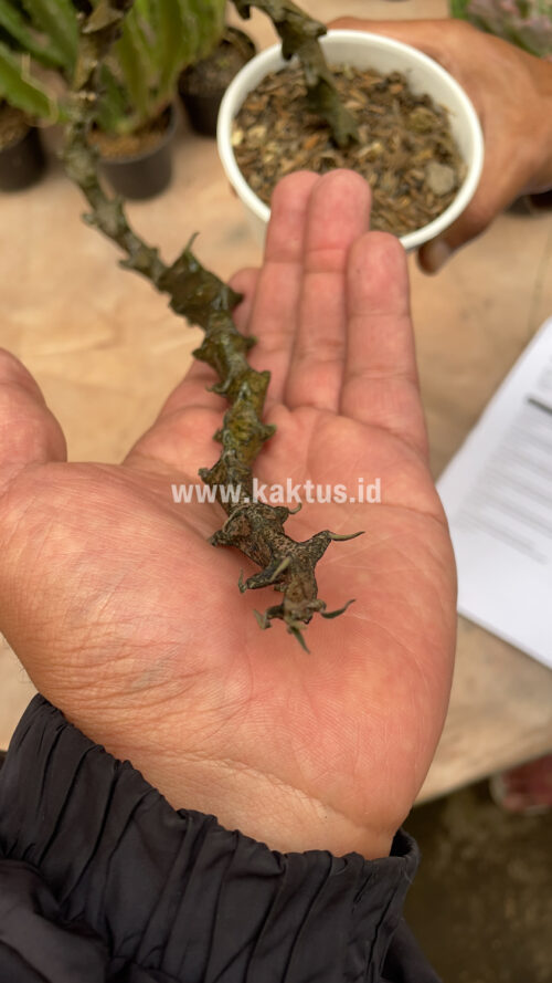 Ceropegia Bosseri, real gallery image #20 plants. Picture taken directly from kaktus.id community Ceropegia farmer green houses.