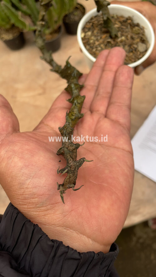 Ceropegia Bosseri, real gallery image #19 plants. Picture taken directly from kaktus.id community Ceropegia farmer green houses.