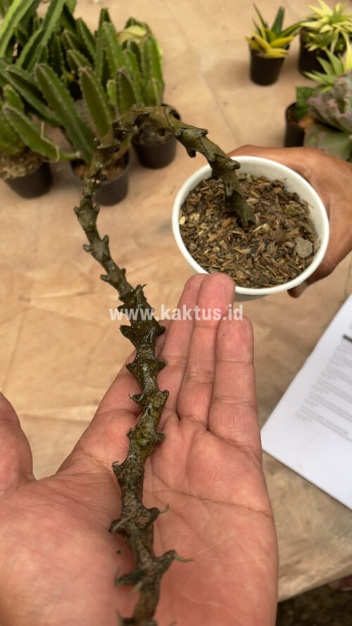 Ceropegia Bosseri, real gallery image #18 plants. Picture taken directly from kaktus.id community Ceropegia farmer green houses.
