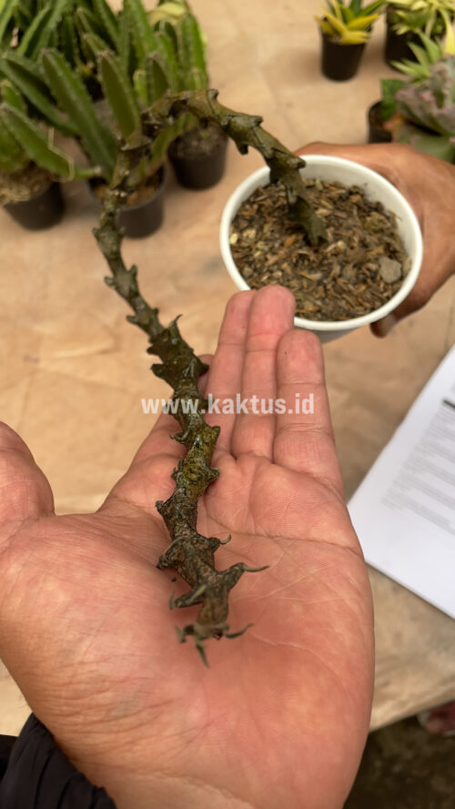 Ceropegia Bosseri, real gallery image #17 plants. Picture taken directly from kaktus.id community Ceropegia farmer green houses.